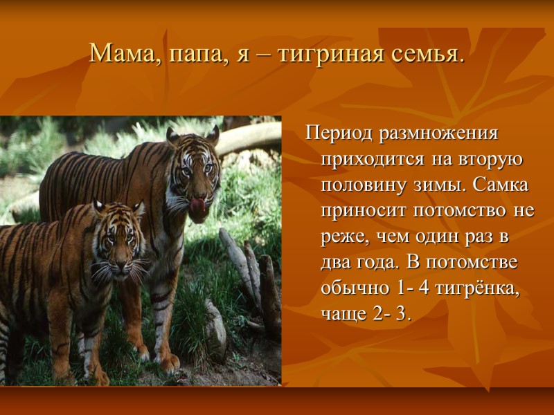 Мама, папа, я – тигриная семья.  Период размножения приходится на вторую половину зимы.